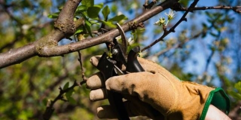 Rezidba kajsija: proljeće, ljeto, jesen